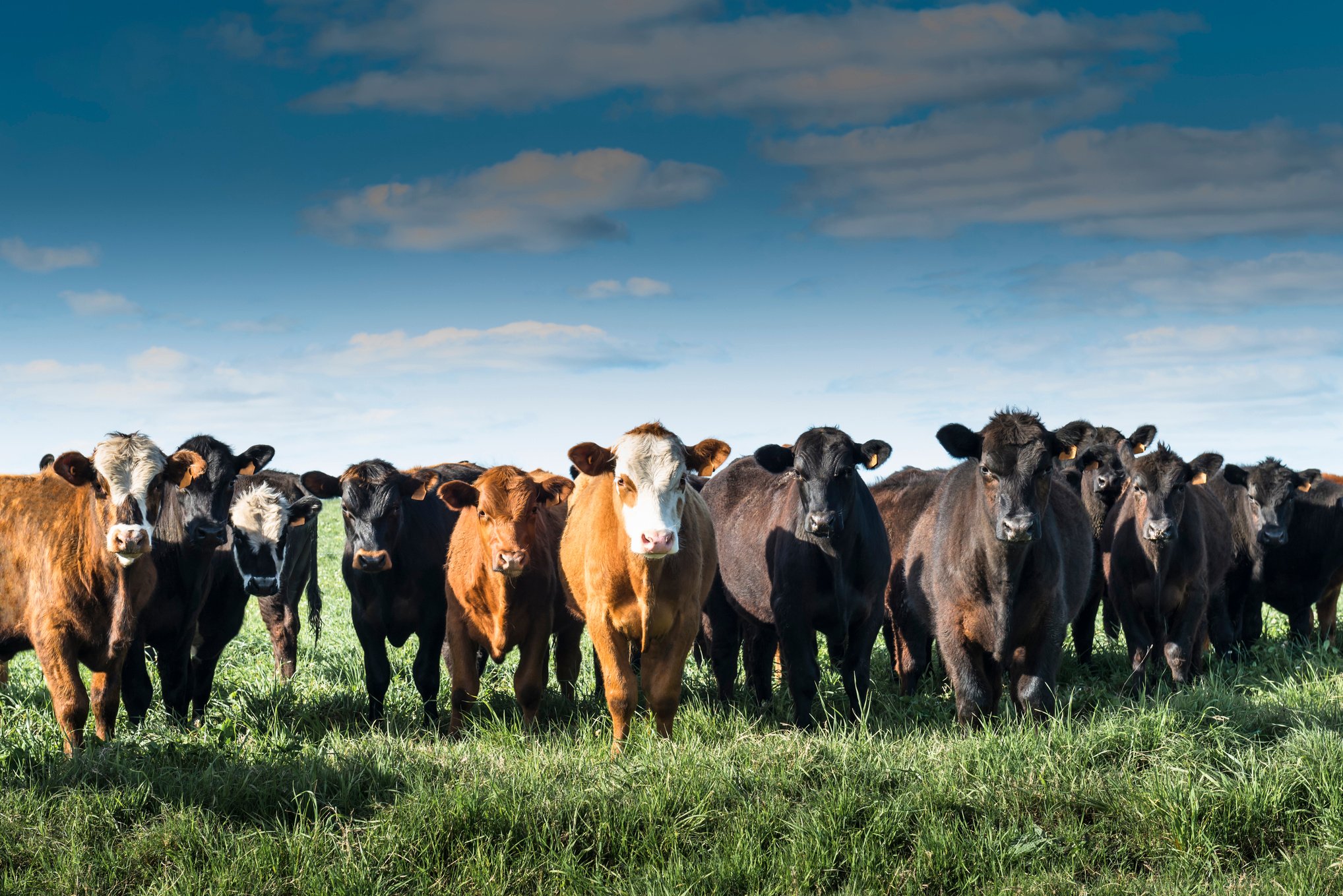 Cattle - Uruguay